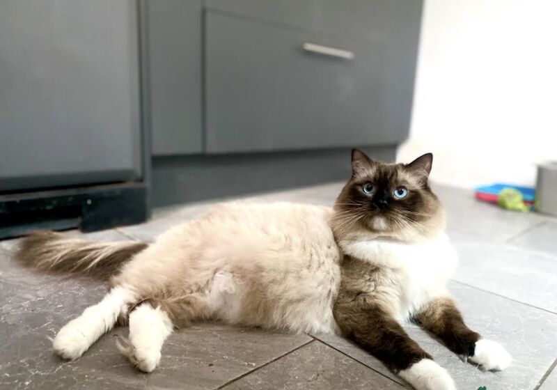 TICA Ragdoll Boys Imperial Grand Champion Sired - Image 8 of 13