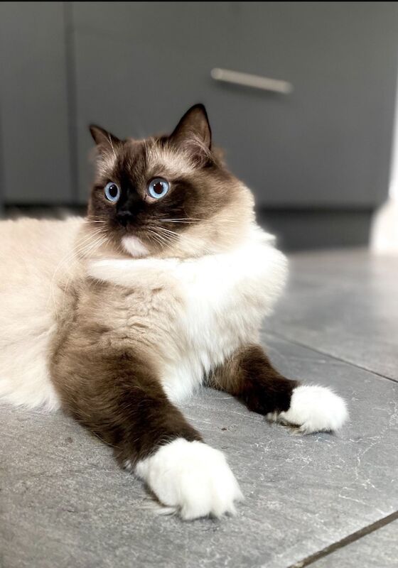 TICA Ragdoll Boys Imperial Grand Champion Sired - Image 9 of 13