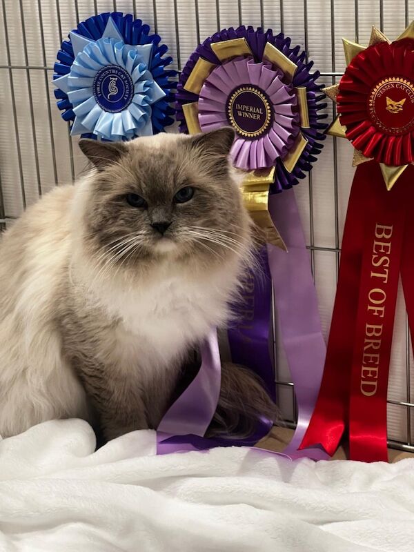 TICA Ragdoll Boys Imperial Grand Champion Sired - Image 10 of 13