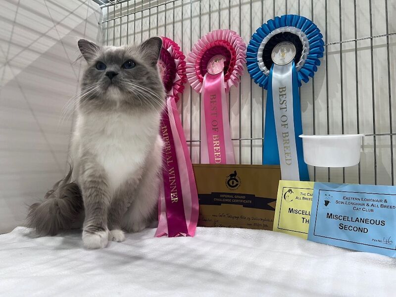 TICA Ragdoll Boys Imperial Grand Champion Sired - Image 11 of 13