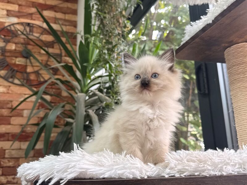 TICA Ragdoll Boys Imperial Grand Champion Sired - Image 13 of 13