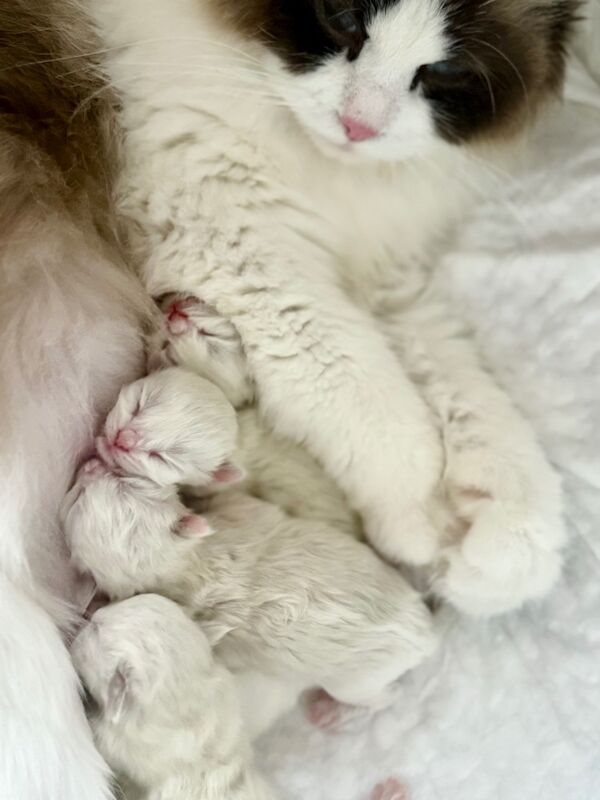 TICA registered Champion bloodlines Ragdolls Kittens for sale in Ware, Hertfordshire