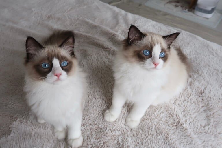 Ragdoll kittens for sale in Glasgow, City of Glasgow – 8 weeks old
