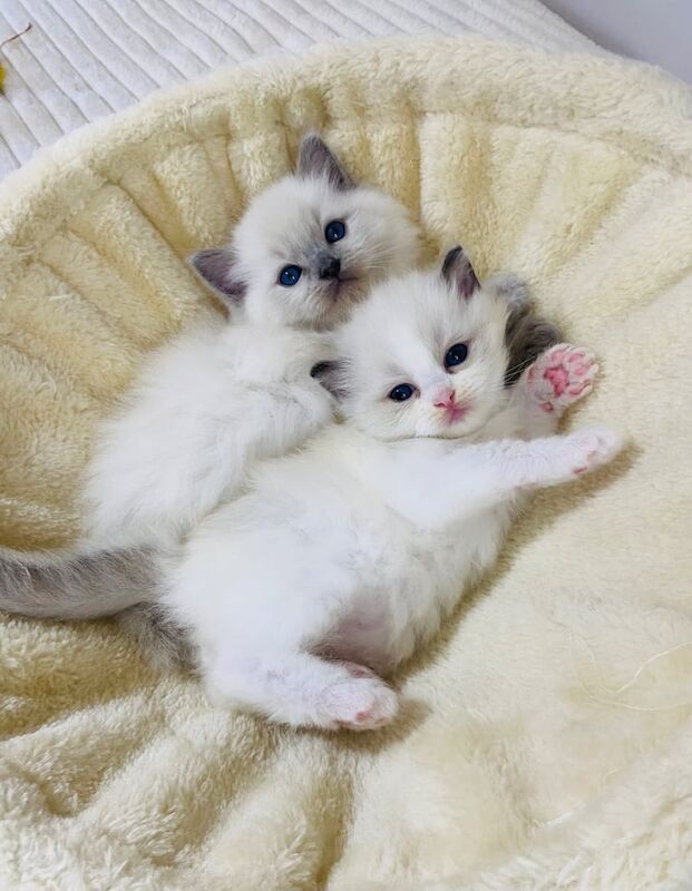 TICA Registered Ragdoll Kittens For Sale