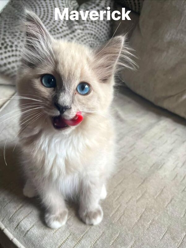 Ragdoll kittens for sale in St Mellons / Llaneurwg, South Glamorgan – 3 months old