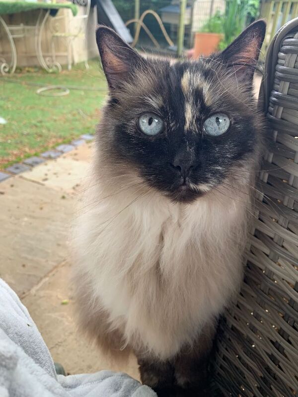 Ragdoll Kittens For Sale
