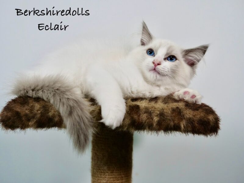 TICA Registered Ragdoll Kittens For Sale