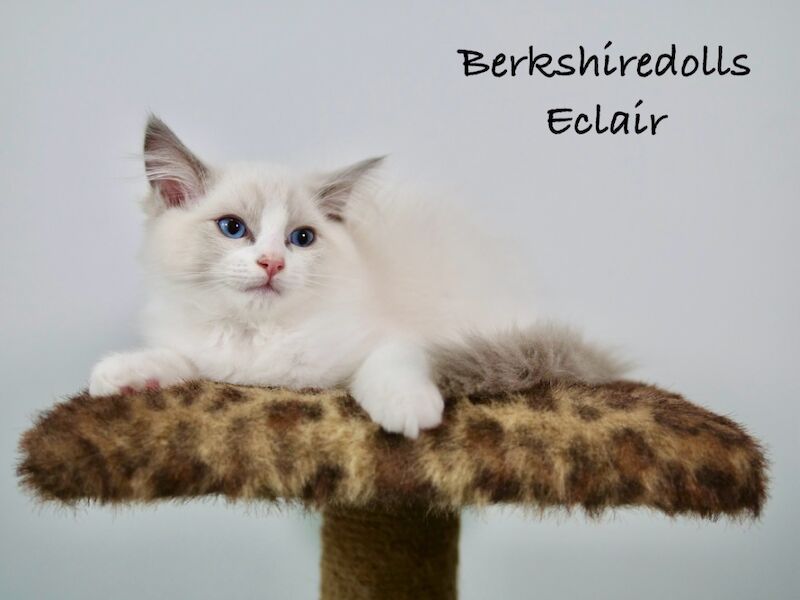 Truly amazing blue bicolour male kitten for sale in Reading, Berkshire | Image 2