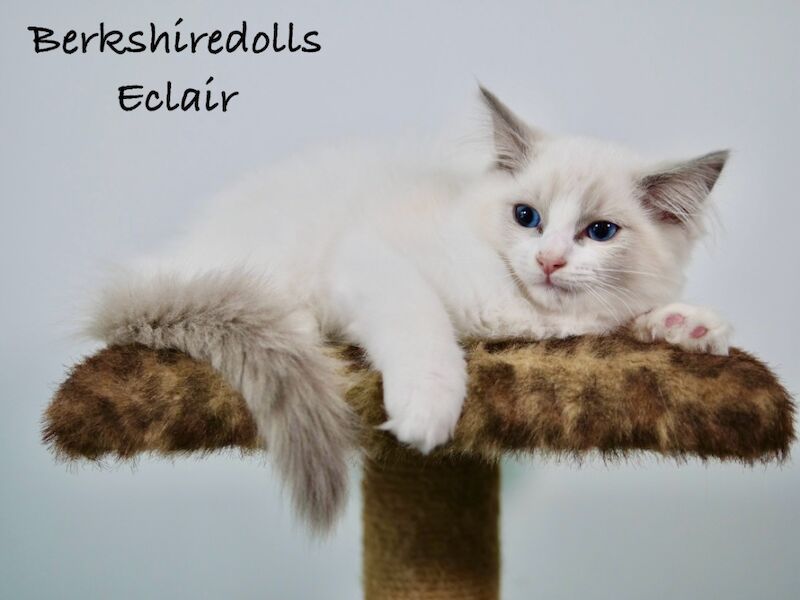 Truly amazing blue bicolour male kitten for sale in Reading, Berkshire | Image 3