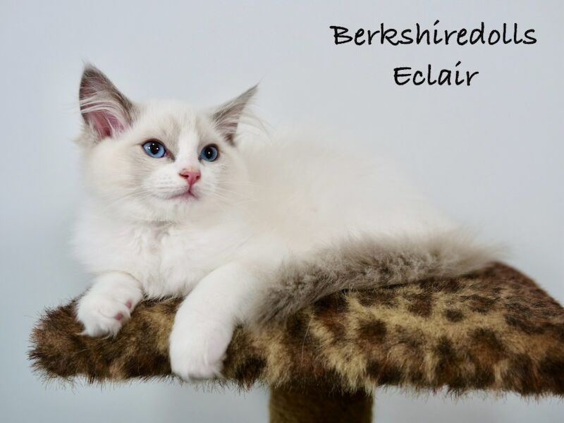 Truly amazing blue bicolour male kitten for sale in Reading, Berkshire | Image 4
