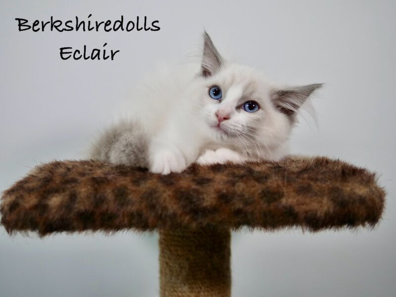 Truly amazing blue bicolour male kitten for sale in Reading, Berkshire - Image 6
