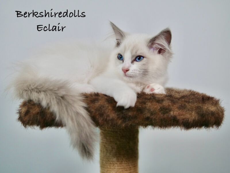 Truly amazing blue bicolour male kitten for sale in Reading, Berkshire - Image 7