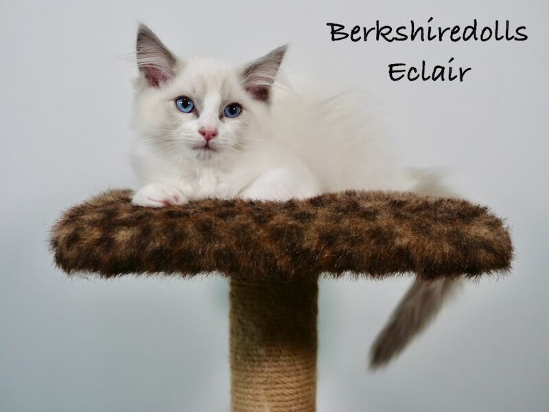 Truly amazing blue bicolour male kitten for sale in Reading, Berkshire - Image 8