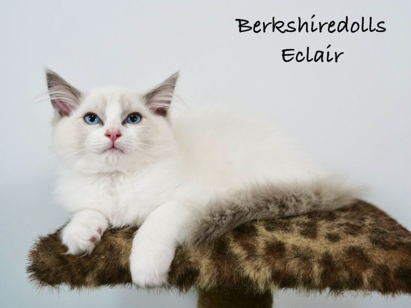 Truly amazing blue bicolour male kitten for sale in Reading, Berkshire - Image 9
