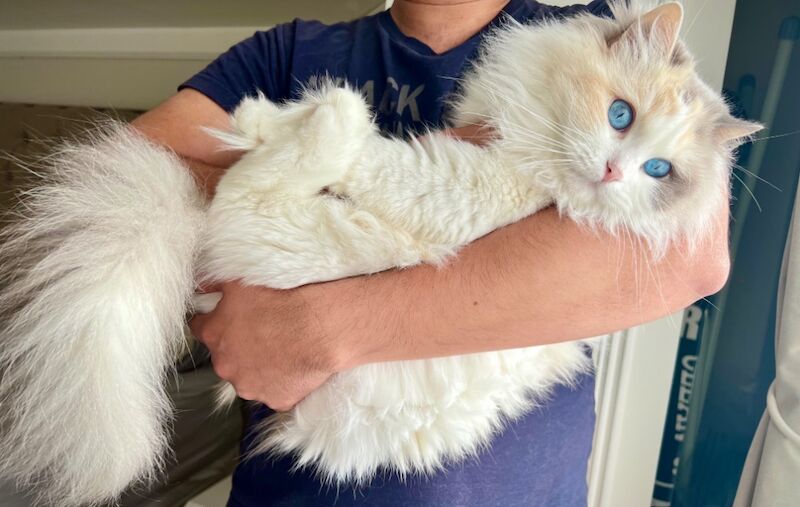 Truly amazing blue bicolour male kitten for sale in Reading, Berkshire - Image 10