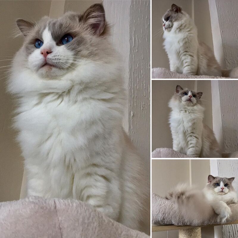 Truly amazing blue bicolour male kitten for sale in Reading, Berkshire - Image 11