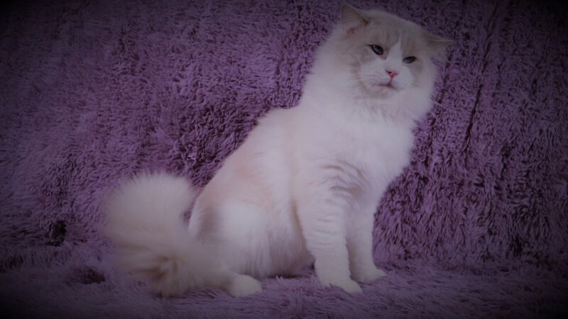Truly amazing blue bicolour male kitten for sale in Reading, Berkshire - Image 13