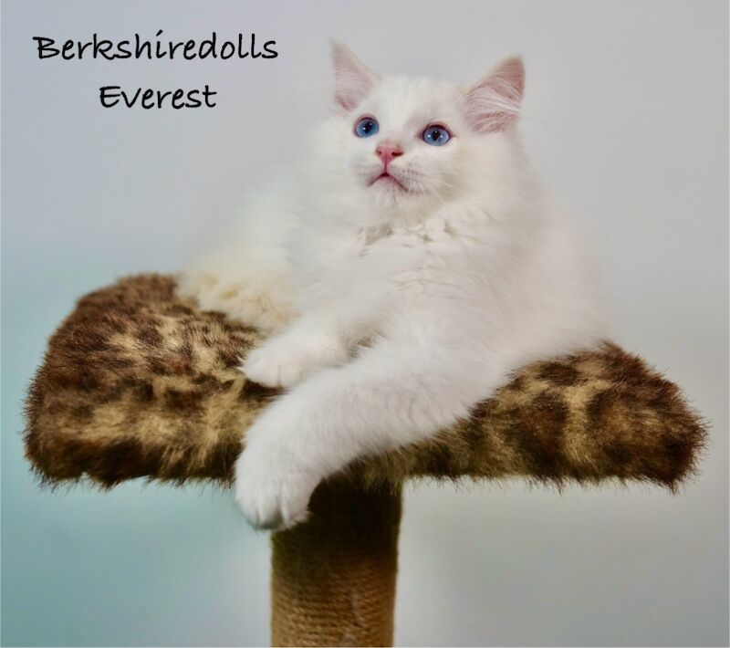 Ragdoll kittens for sale in Reading, Berkshire – 1 year old - Image 2 of 11