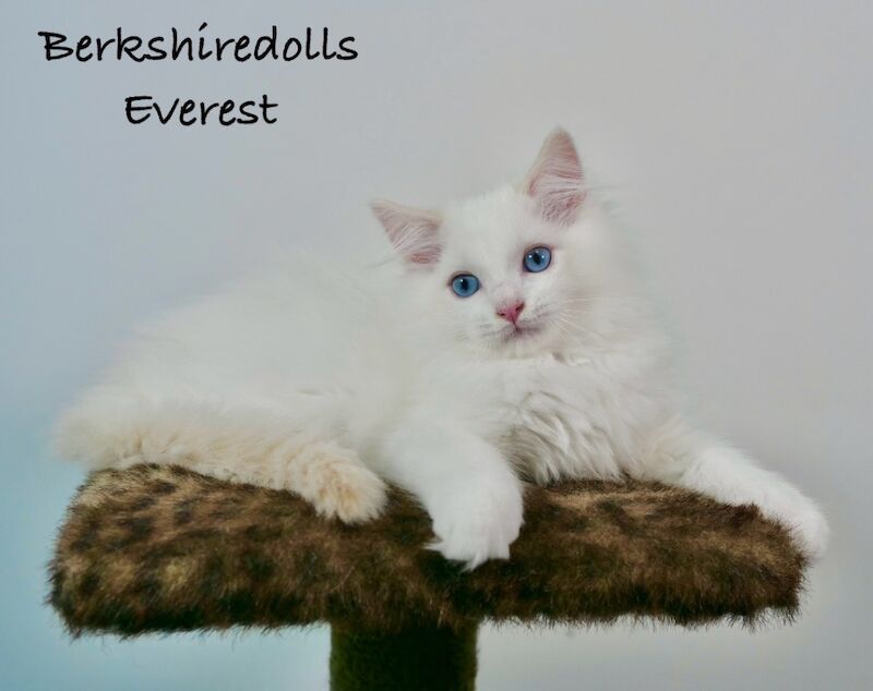 Ragdoll kittens for sale in Reading, Berkshire – 1 year old - Image 3 of 11