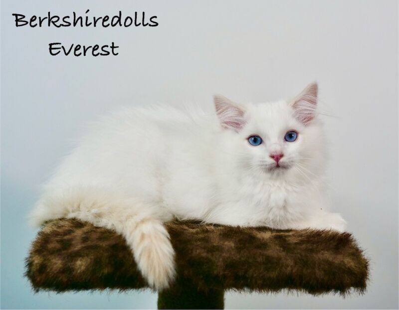 Ragdoll kittens for sale in Reading, Berkshire – 1 year old - Image 4 of 11