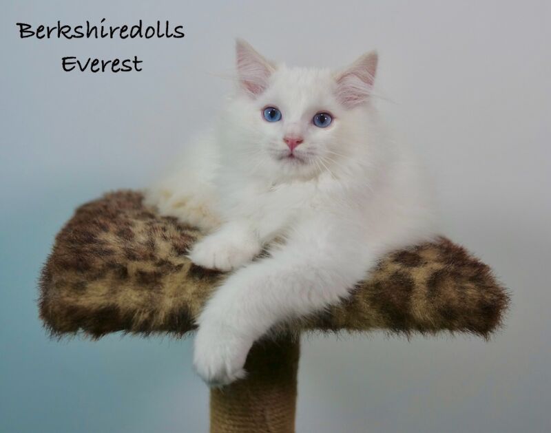 Ragdoll kittens for sale in Reading, Berkshire – 1 year old - Image 5 of 11