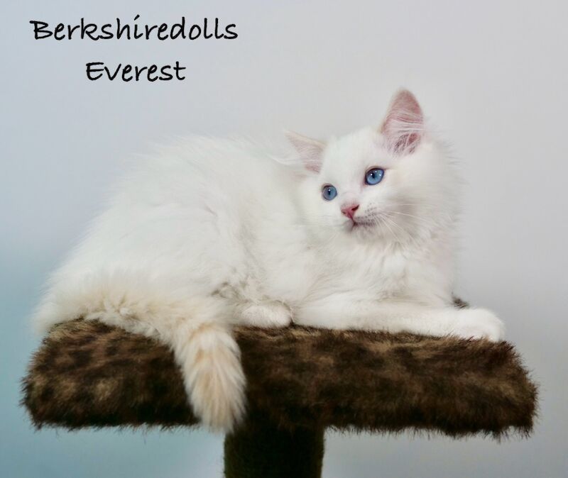 Ragdoll kittens for sale in Reading, Berkshire – 1 year old - Image 6 of 11