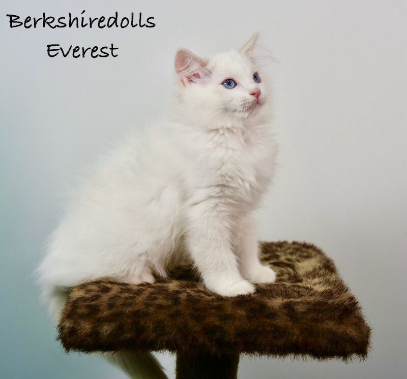Ragdoll kittens for sale in Reading, Berkshire – 1 year old - Image 7 of 11