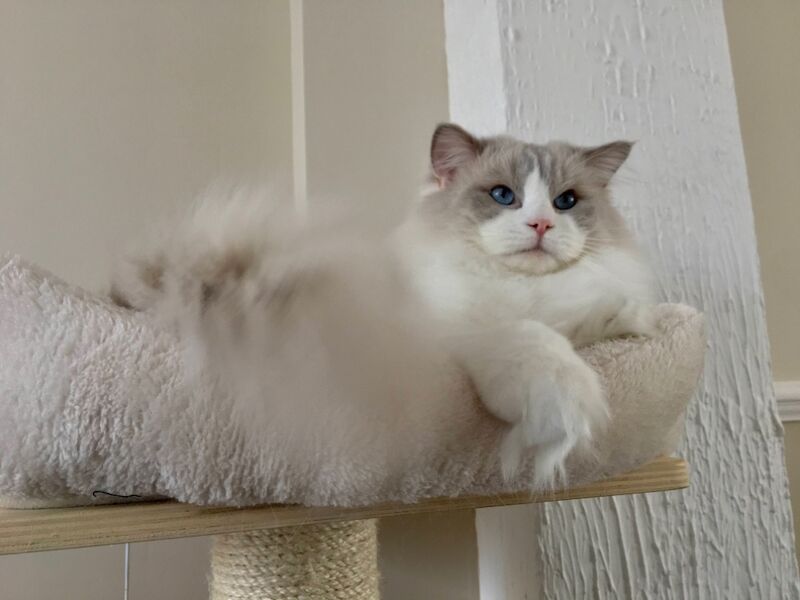 Ragdoll kittens for sale in Reading, Berkshire – 1 year old - Image 10 of 11
