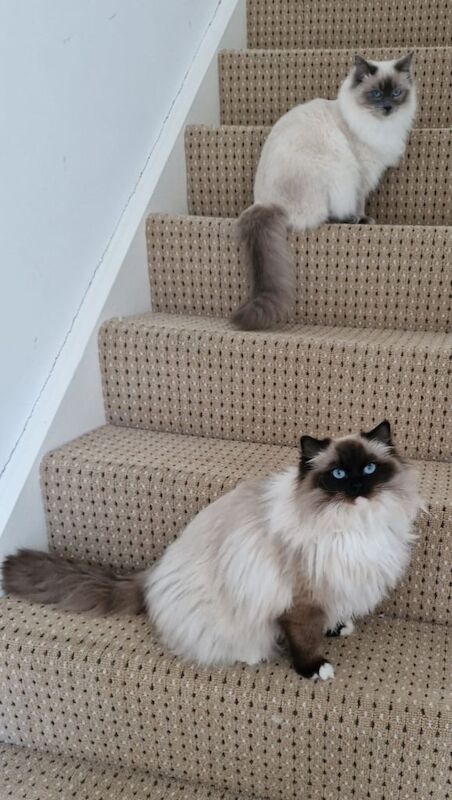 Ragdoll kittens for sale in Morpeth, Northumberland – 1 year old