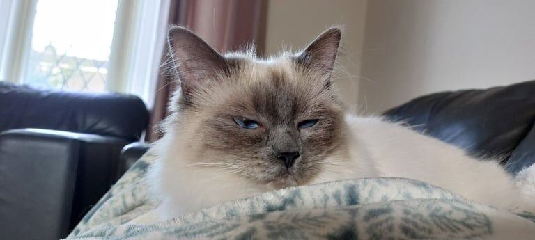 Ragdoll kittens for sale in Morpeth, Northumberland – 1 year old - Image 2 of 3