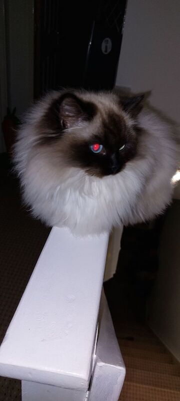Ragdoll kittens for sale in Morpeth, Northumberland – 1 year old - Image 3 of 3