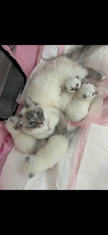 Ragdoll kittens for sale in Kingston Hill, Greater London – 9 weeks old
