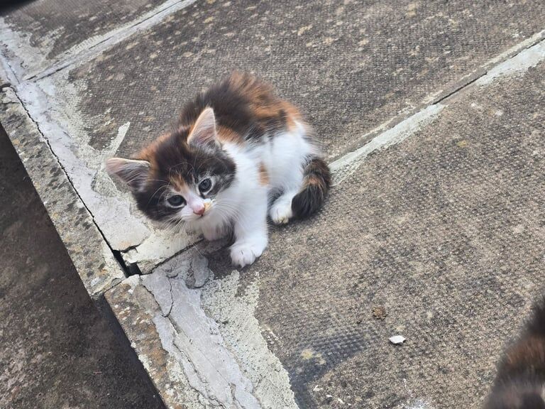 Ragdoll kittens for sale in Worcester, Worcestershire – 7 weeks old