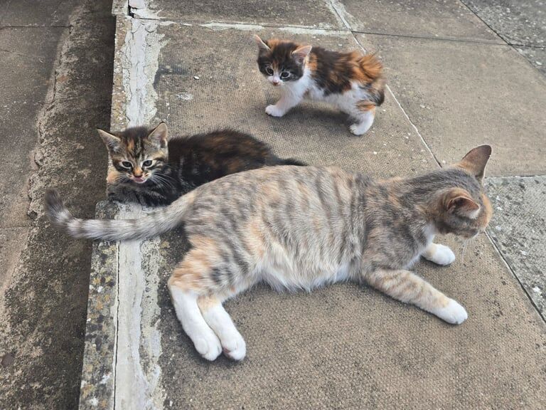 Ragdoll kittens for sale in Worcester, Worcestershire – 7 weeks old - Image 3 of 3