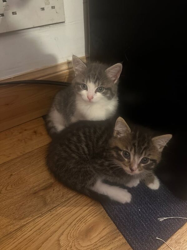 Ragdoll kittens for sale in Turriff, Aberdeenshire – 10 weeks old - Image 2 of 3