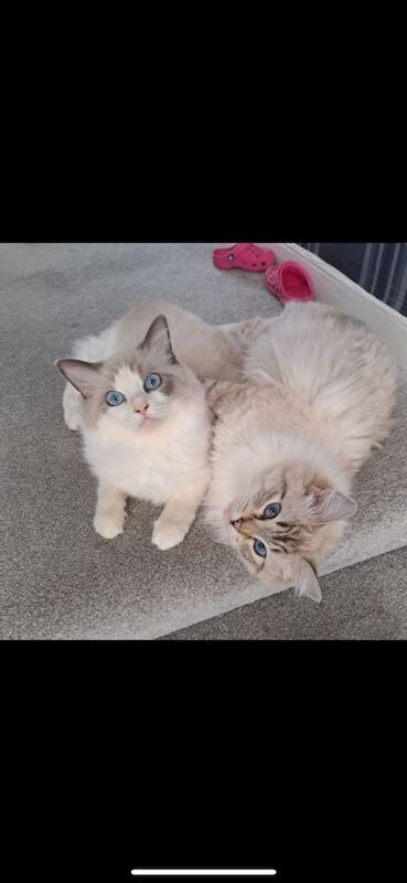 Ragdoll Kittens For Sale