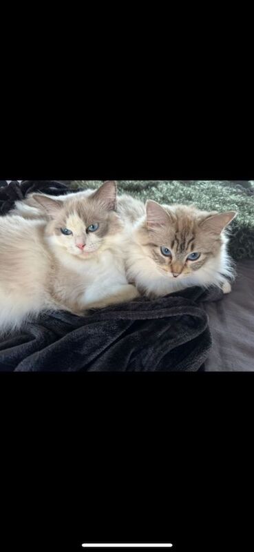 Two Beautiful Ragdoll Sister Cats – 20 Months Old – Reluctant Sale - Image 2 of 3