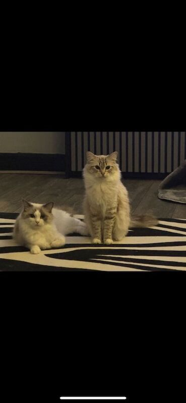 Two Beautiful Ragdoll Sister Cats – 20 Months Old – Reluctant Sale - Image 3 of 3