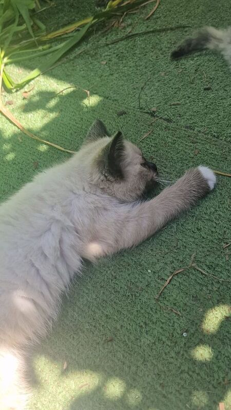 Ragdoll kittens for sale in Portsmouth, Hampshire – 10 weeks old