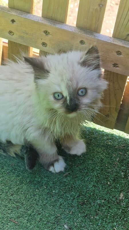 Ragdoll kittens for sale in Portsmouth, Hampshire – 10 weeks old - Image 2 of 3