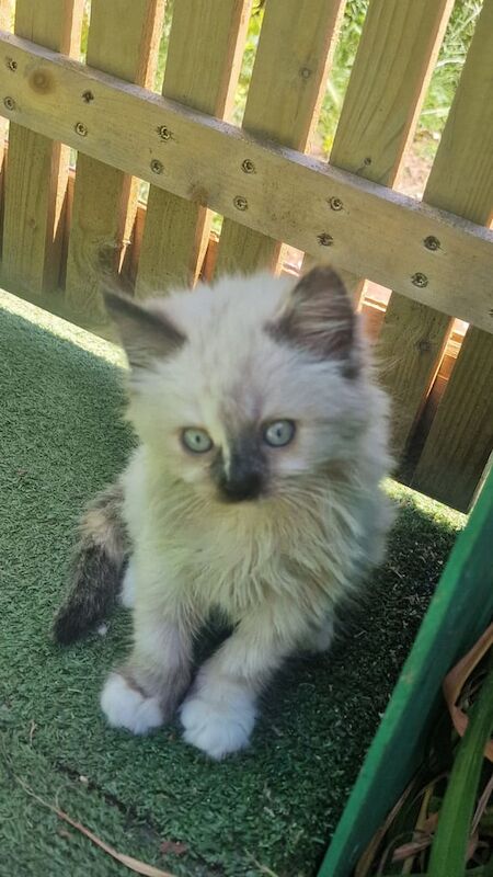 Ragdoll kittens for sale in Portsmouth, Hampshire – 10 weeks old - Image 3 of 3