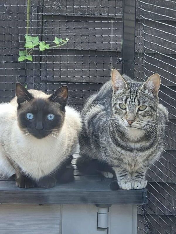 Ragdoll kittens for sale in Brixham, Devon – 1 year old