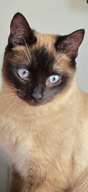 Ragdoll kittens for sale in Brixham, Devon – 1 year old - Image 2 of 3