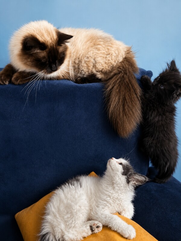 Two Chocolate Long-Haired Kittens – Boy & Girl