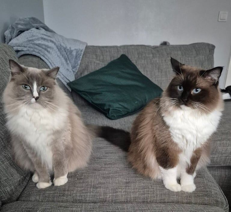 Ragdoll kittens for sale in Greenock, Renfrewshire – 5 years old