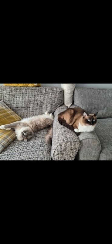 Ragdoll kittens for sale in Greenock, Renfrewshire – 5 years old - Image 2 of 3