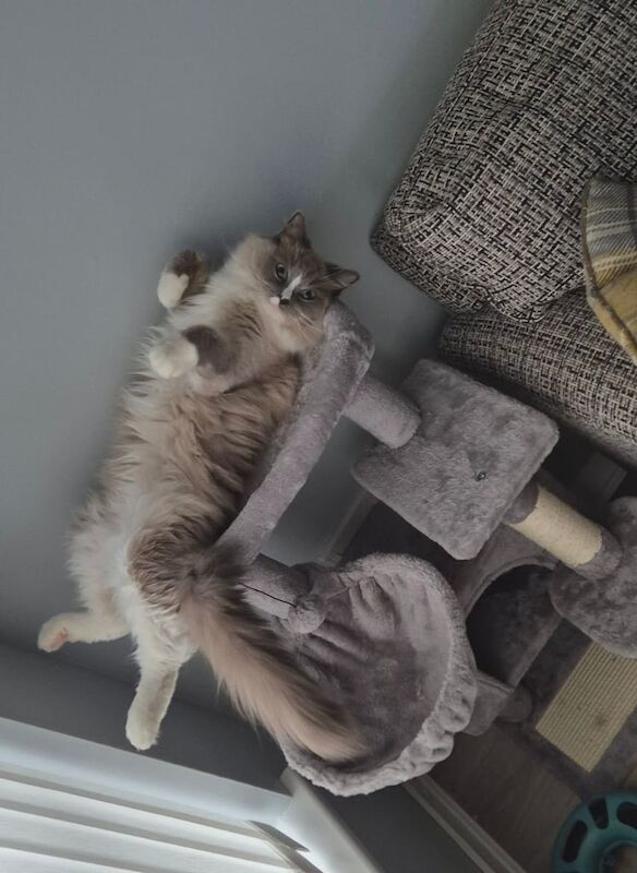Ragdoll kittens for sale in Greenock, Renfrewshire – 5 years old - Image 3 of 3
