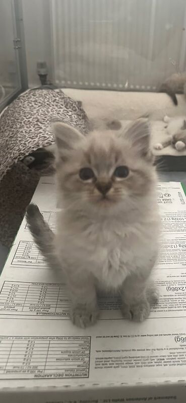 Ragdoll kittens for sale in Falkirk, Stirling and Falkirk – 8 weeks old