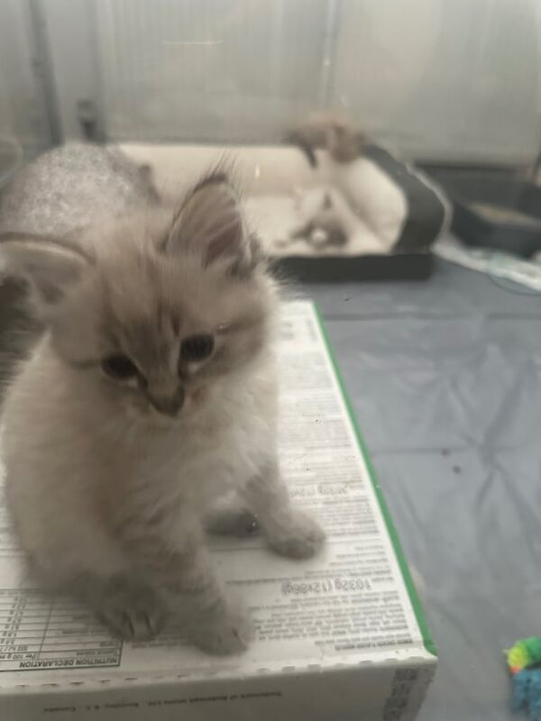 Ragdoll kittens for sale in Falkirk, Stirling and Falkirk – 8 weeks old - Image 2 of 3
