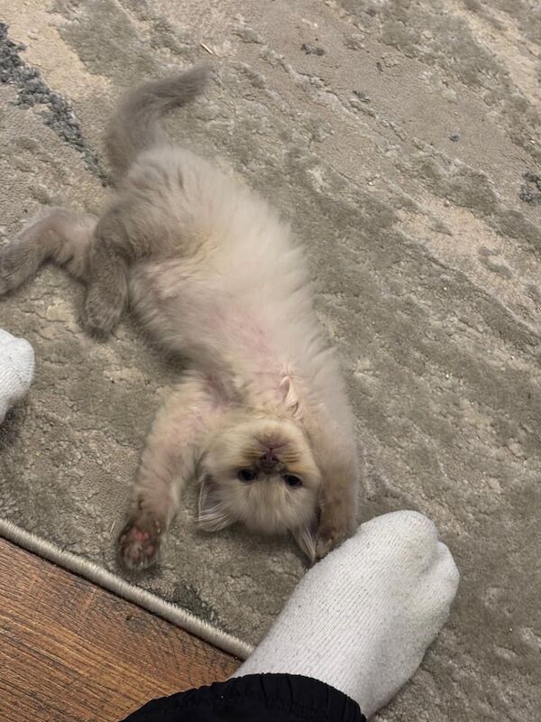 Ragdoll kittens for sale in Falkirk, Stirling and Falkirk – 8 weeks old - Image 3 of 3